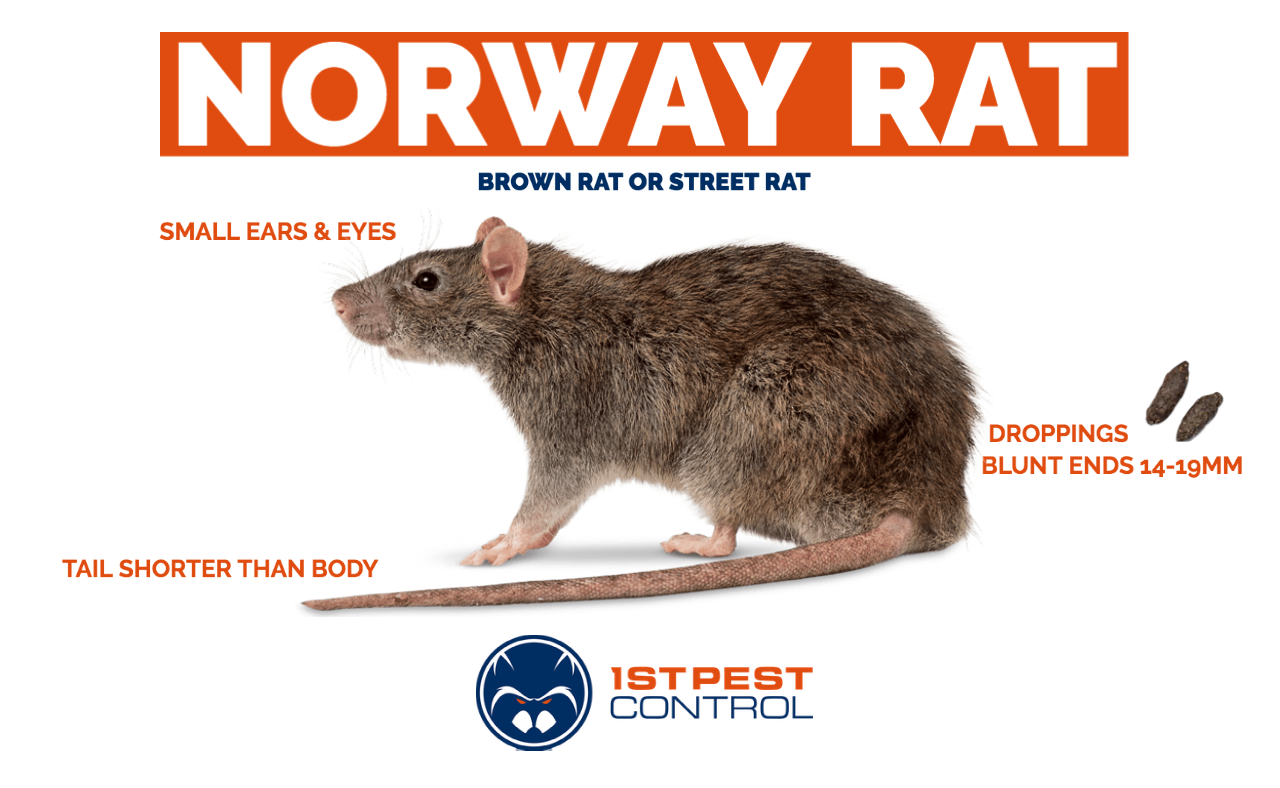 Norway rat characteristics