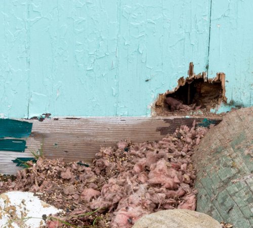 The exterior of a house wall that a mouse squirrel rodent has made a burrow through.