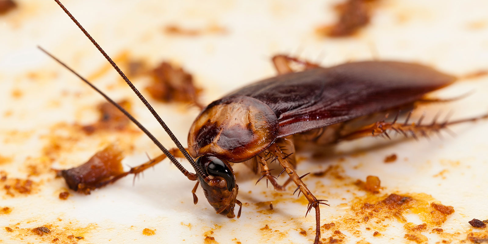 Close view of a German cockroach on a counter in a Vancouver home.