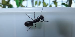 A large carpenter ant climbs on a plastic potted plant in a Vancouver yard.