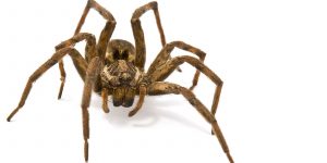 A large wolf spider on a white background.