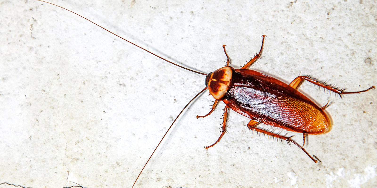 German Cockroach Cockroach control services