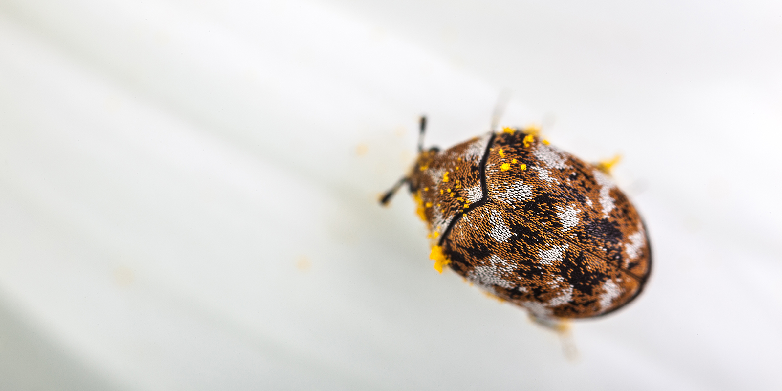 Carpet Beetle A close up of the backside of a fabric pest also known a a carpet beetle
