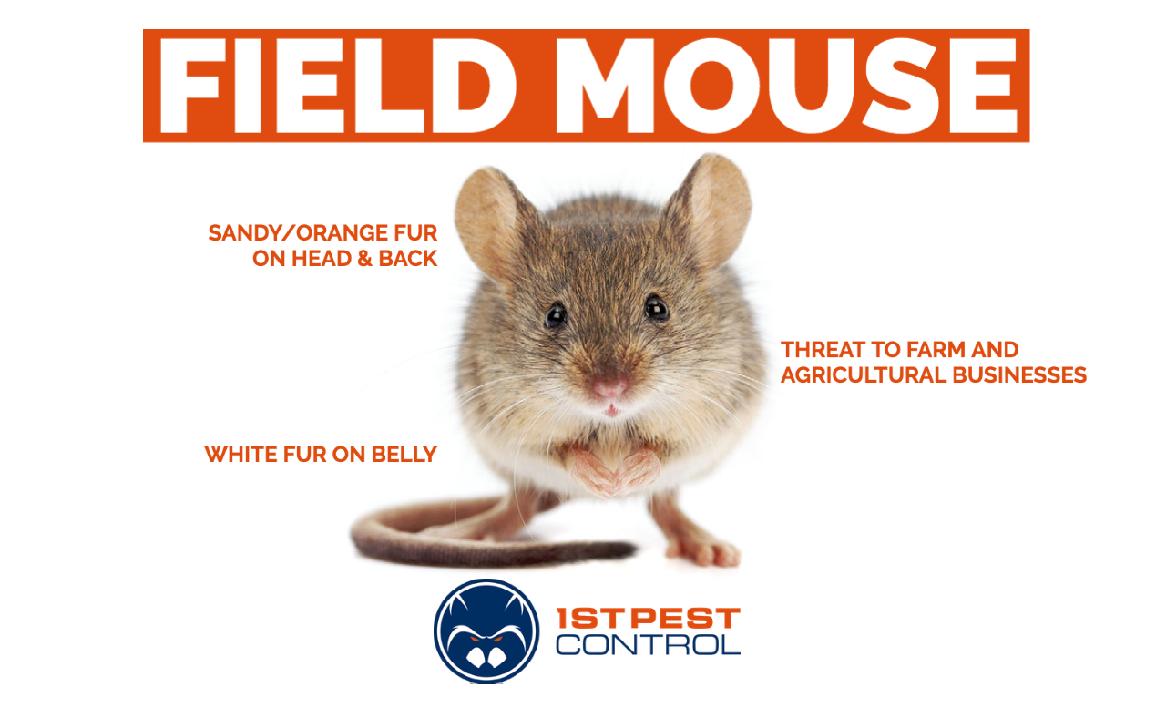 What does a field mouse look like?