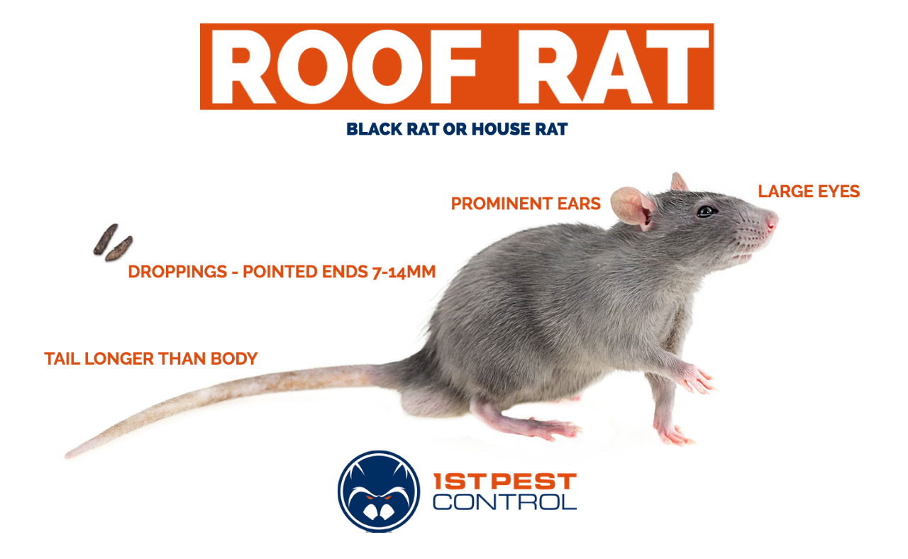 What does a roof rat look like?