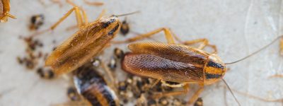 cockroaches-tophero