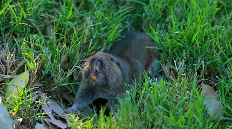 Moles, gophers are among the burrowing species that cause severe damage to golf courses and lawns in private residences