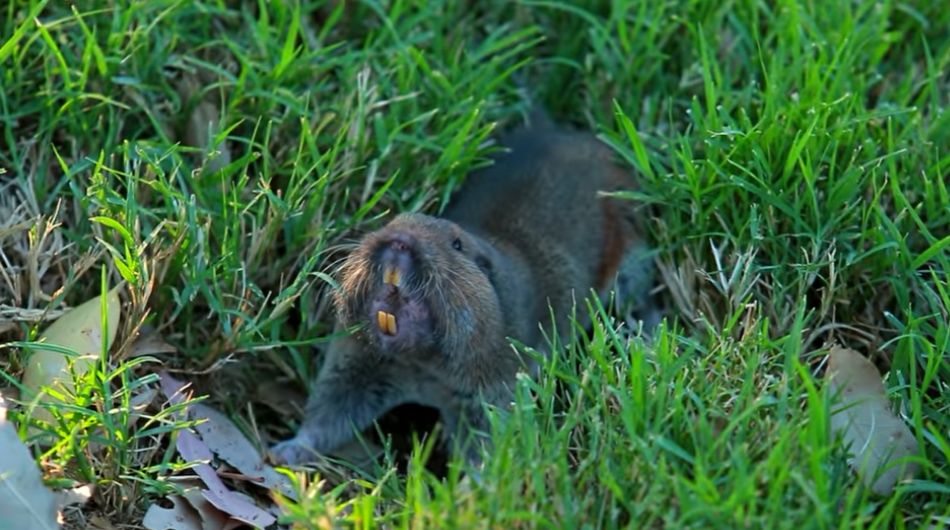 Burrowing pests if left unattended can potentially destroy lawn and yards Moles, gophers are among the burrowing species that cause severe damage to golf courses and lawns in private residences