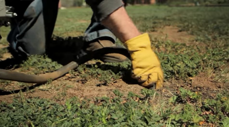 Treatment of areas affected by burrowing pests don't harm non-target species The treatment of areas affected by burrowing pests don't harm non-target species