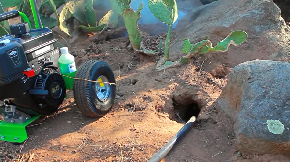 Typical entrance to a nest of burrowing pests A massive entrance hole done by burrowing pests