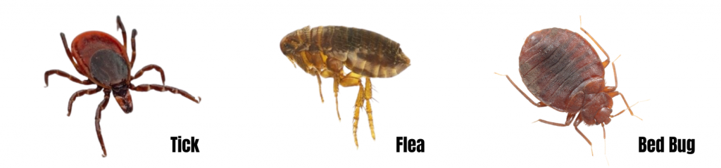 Difference between ticks fleas and bed bugs