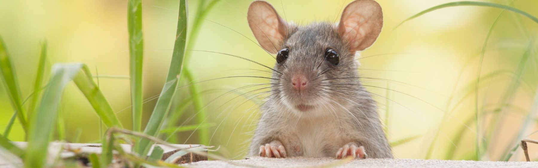 Even though their small size, a small rodent can wreck havoc in a house gnawing electric cords, and even cheweing through drywall.