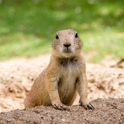 Gophers are a major headache for golf course operators as they can quickly destroy fairways and putting greens.