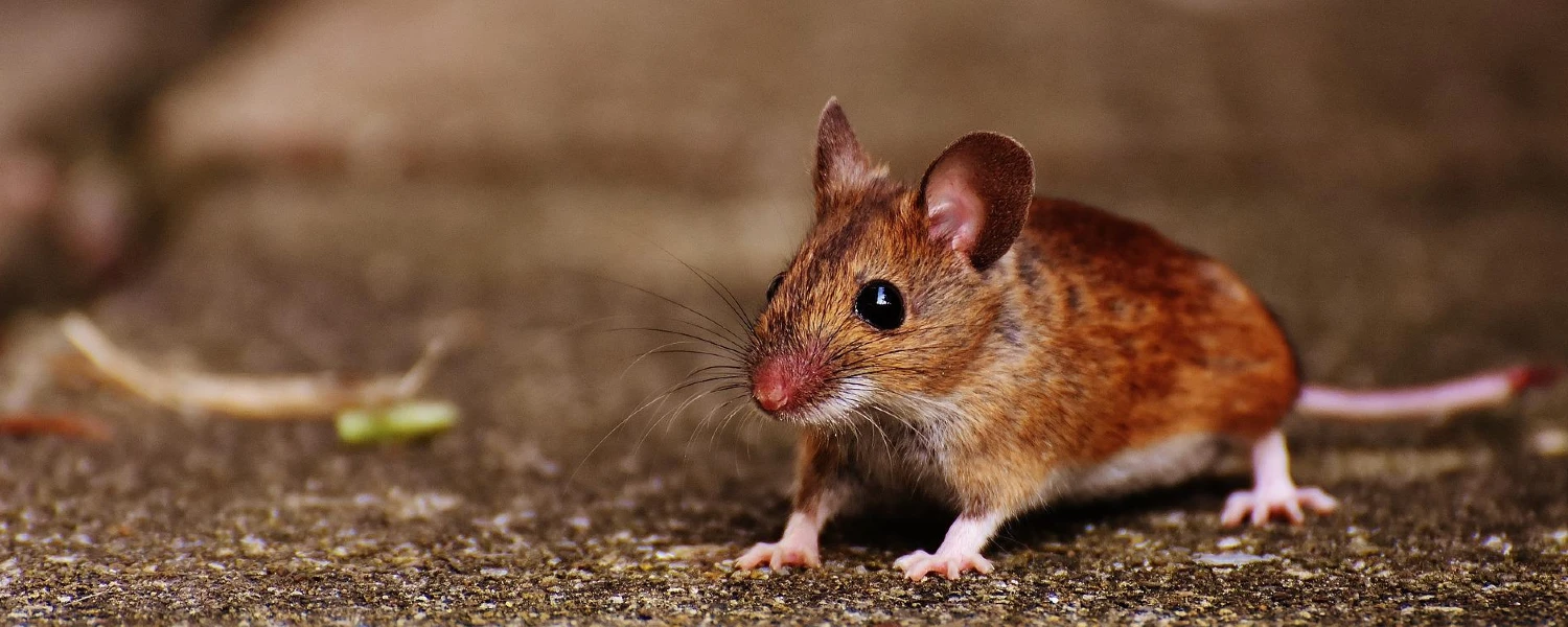 Rodents can damage the structure in a property and they can spread diseases that can be transmitted to humans.