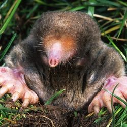 Moles are among the most destructive burrowing rodents and can cause significant damage to property.