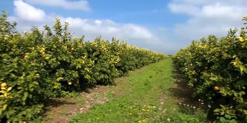 Burrowing rodents can be devastating in orchards as they can destroy and devastate fruit plants and vegetables.