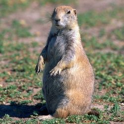 A family of prairie dogs can quickly destroy the soil in and around plantations rendering it useless.