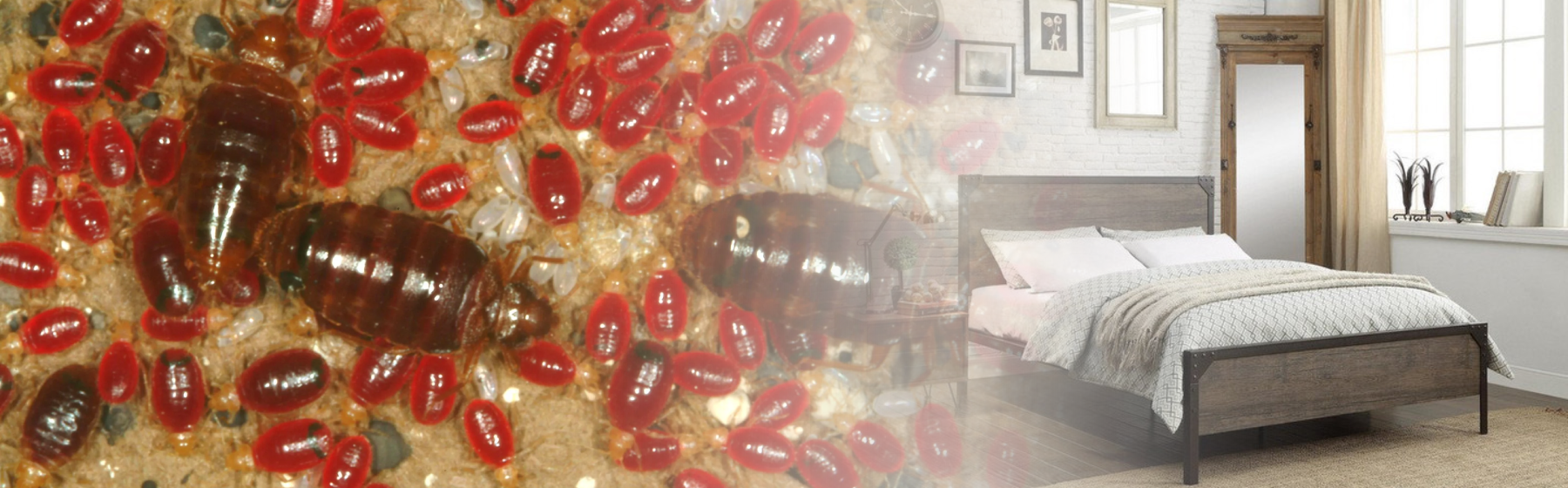 View of About Bed Bugs | Bed Bugs | CDC