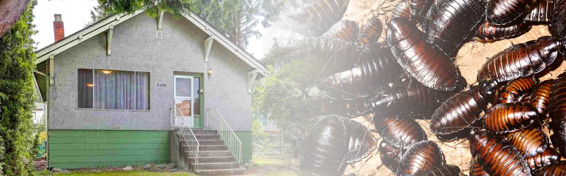 Cockroaches blended with house