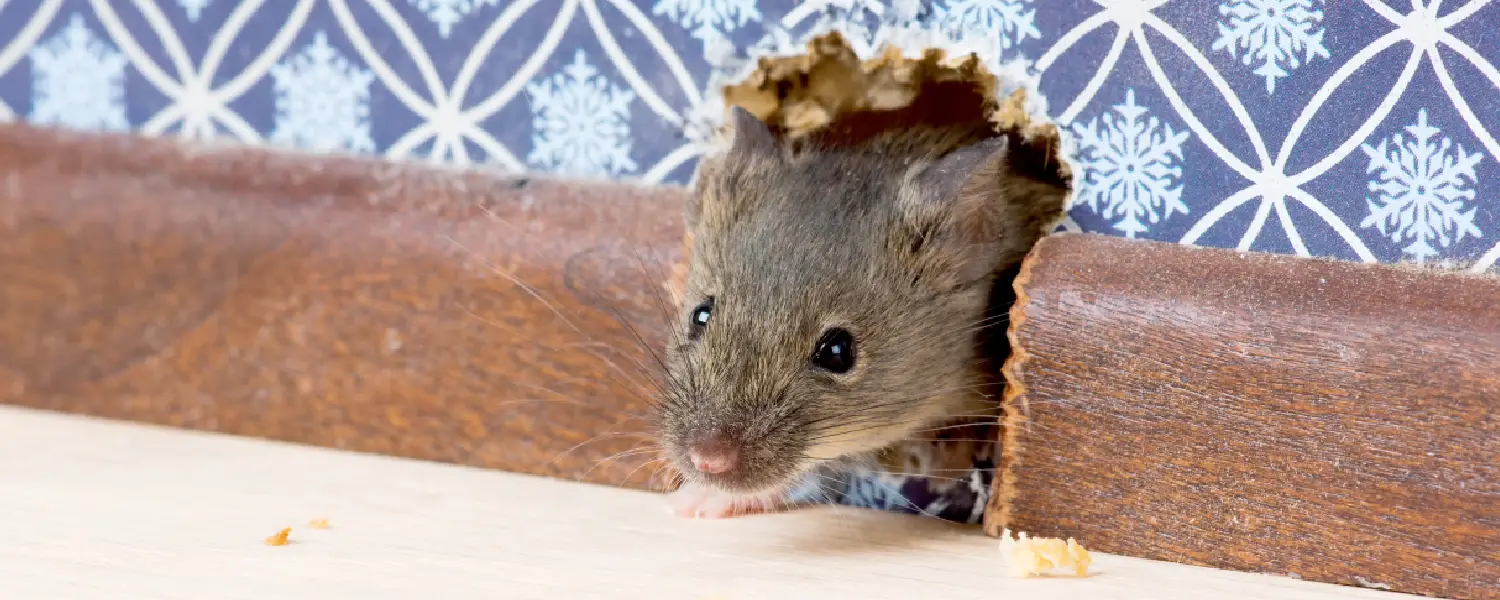 Mouse trying to get in the house through a hole in the wall