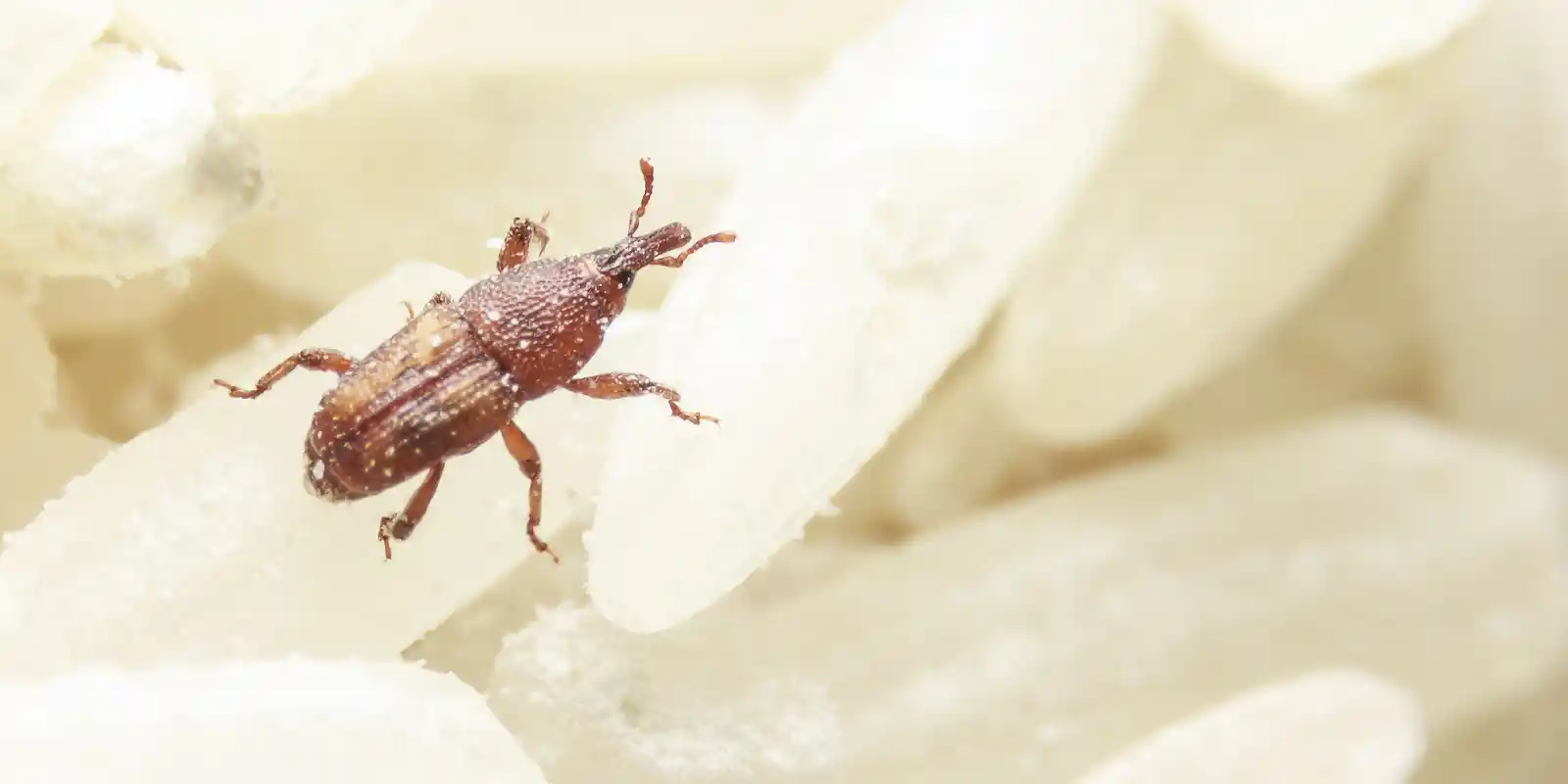 stored-products-pests-in-the-house Stored products pests in the house
