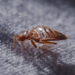 Bed bug crawling on a blanket