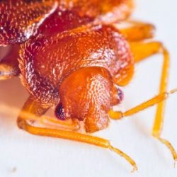 Close up shot of a bed bug