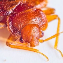 close-up-of-a-bed-bug Close up shot of a bed bug