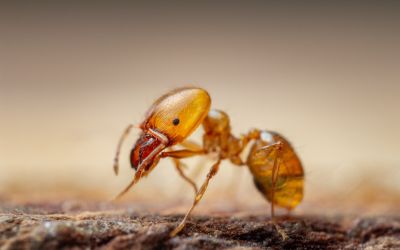 Close up of an ant