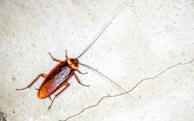 cockroach- Cockroach