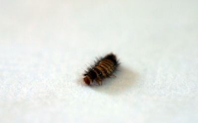 Fabric pests