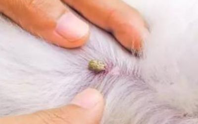 fleas on animals