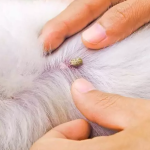fleas-on-animals Fleas on animals