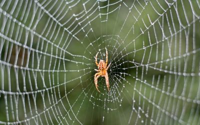 spiders-are-dangerous-pests Spiders are dangerous pests