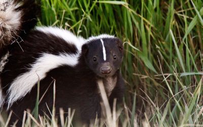 skunk