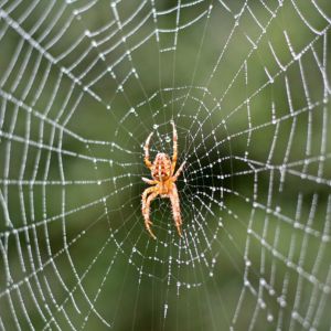 spider Spider in the web