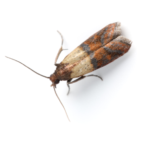 stored-product-pests Stored Product Pests