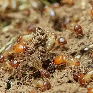 Close up of a termite nest