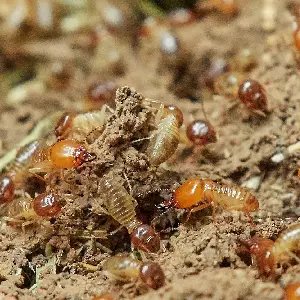 termites-close-up Close up of a termite nest