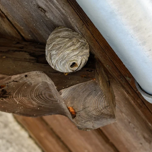 Wasp nest removal