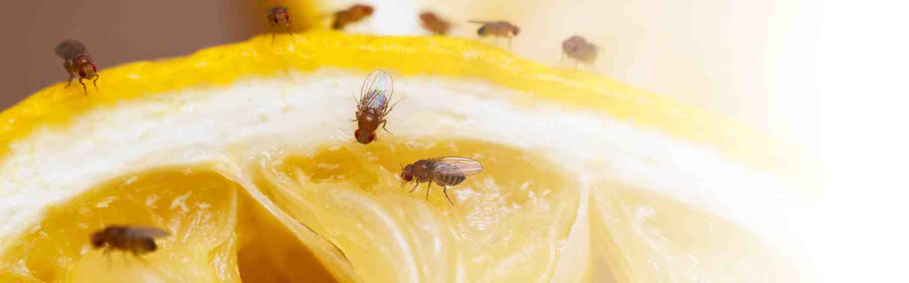 fruit flies blended with orange,