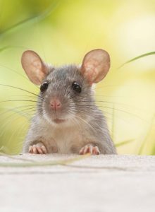 Image of rodent 1st Pest Control helps you reclaim your space from pests and wildlife