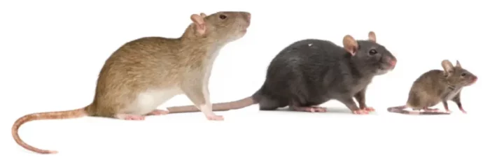 norway-rat-beside-a-roof-rat-and-a-house-mouse Norway rat beside a roof rat and a house mouse