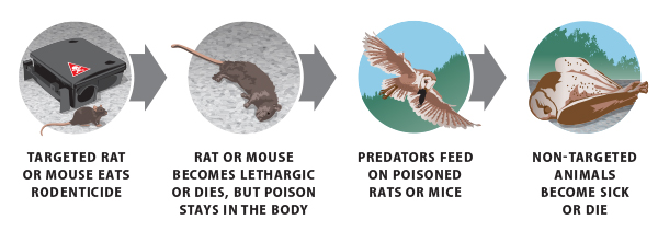 wildlife_poisoning Second-generation anticoagulant rodenticides (SGARs)