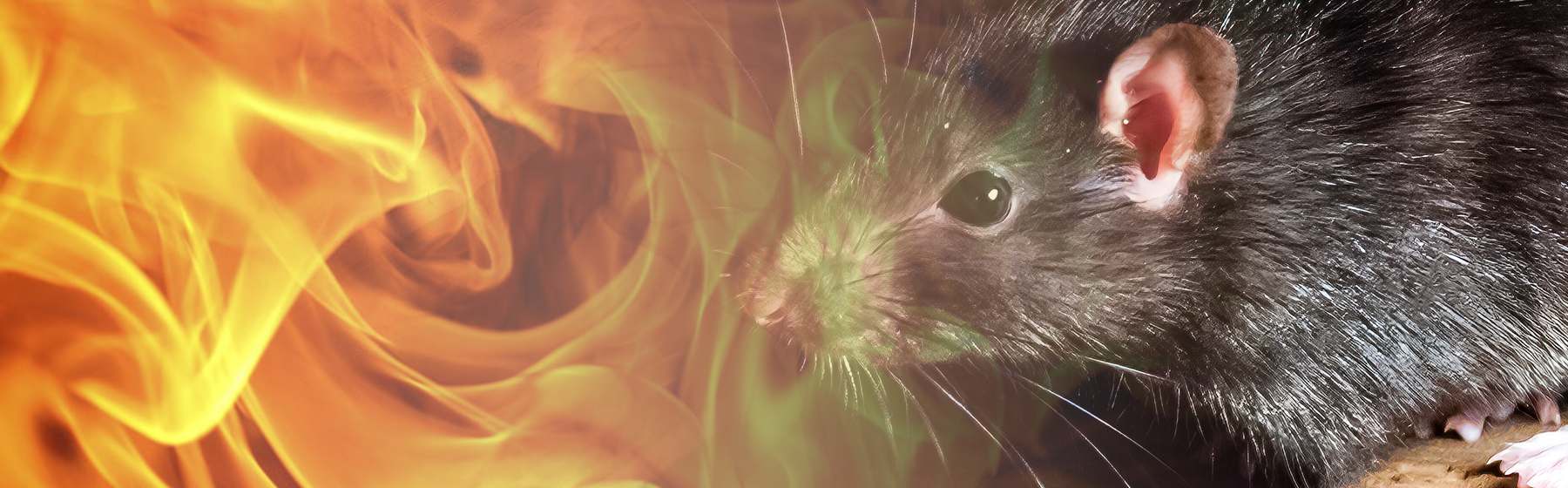 rodents and fire hazards
