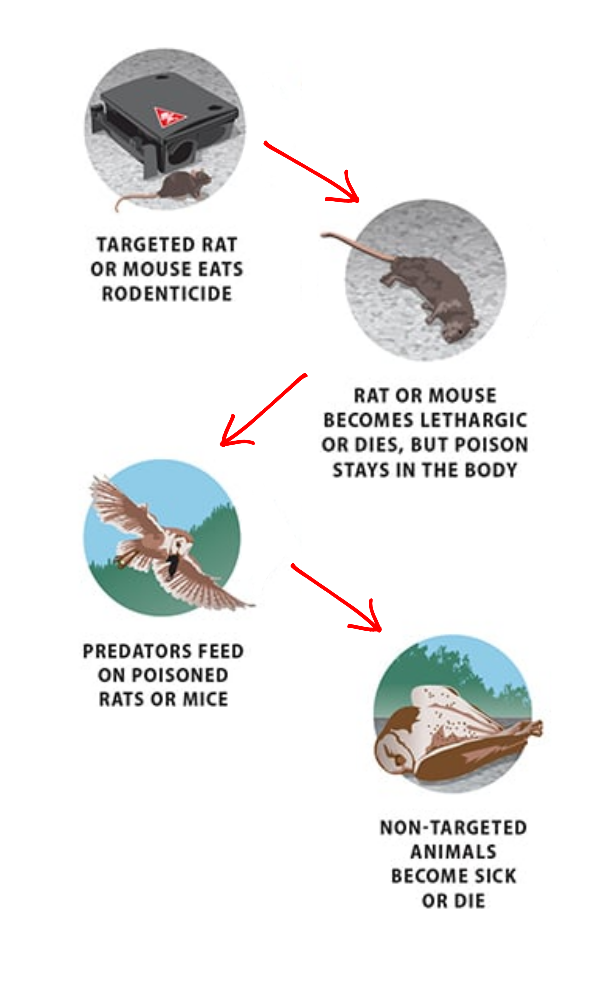 Unintended-secondary-targets-from-rodentice Unintended-secondary-targets-from-rodentice