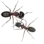 Pavement and carpenter ants Carpenter and pavement ants are among the most typical species of ants in the Greater Vancouver area that are treated by 1st Pest Control