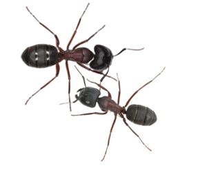 Pavement and carpenter ants Carpenter and pavement ants are among the most typical species of ants in the Greater Vancouver area that are treated by 1st Pest Control