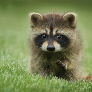 baby-racoon Baby Racoon