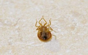 Best bed bug treatment in Vancouver, BC